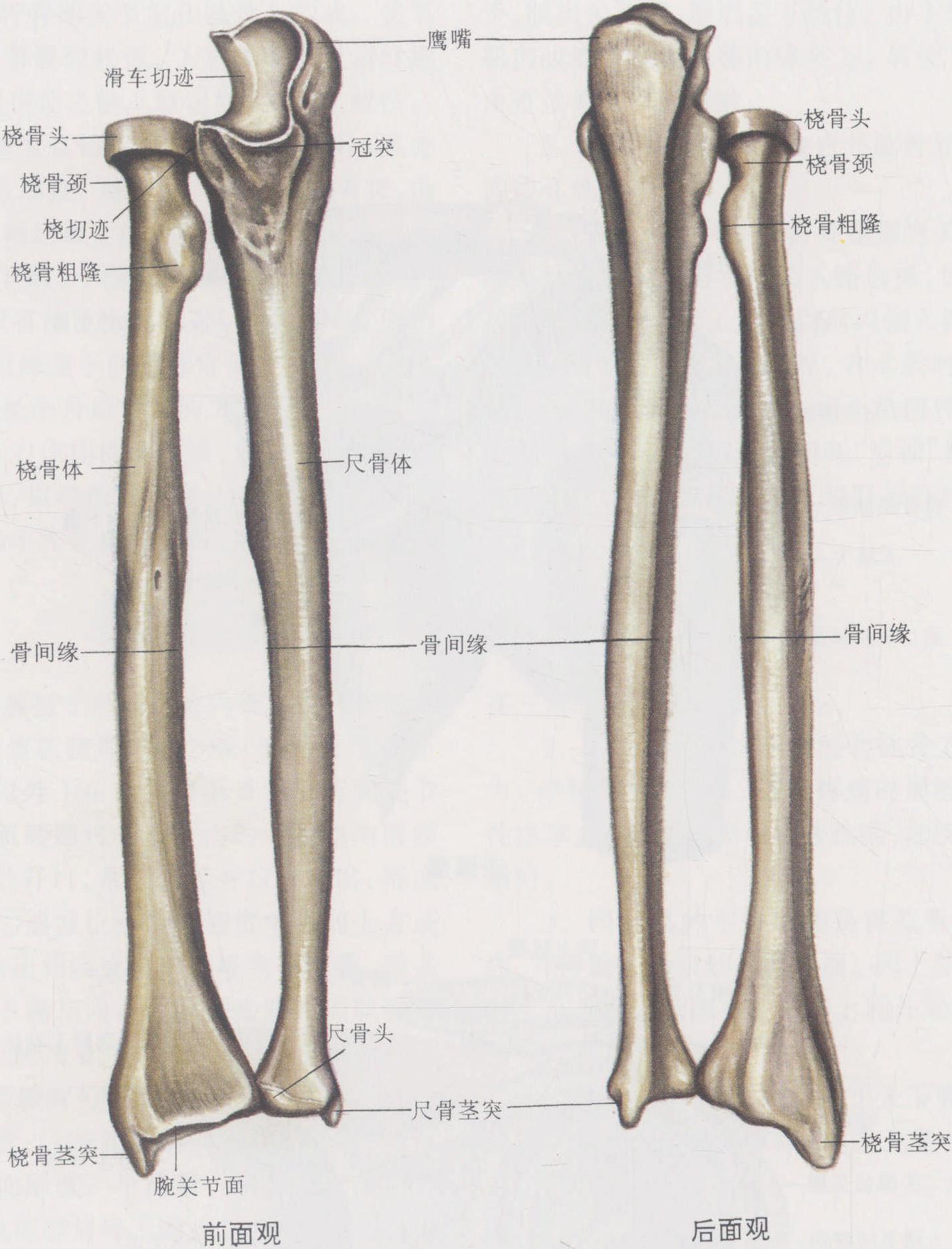 图7-37 尺骨和桡骨